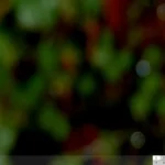 Giao diện Trinity desktop của EXE GNU/Linux với các biểu tượng và thanh tác vụ cổ điển