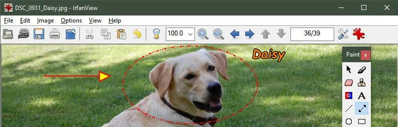 Giao diện ứng dụng IrfanView hiển thị hình ảnh một chú chó với vòng tròn quanh đầu và chữ Daisy bên cạnh.
